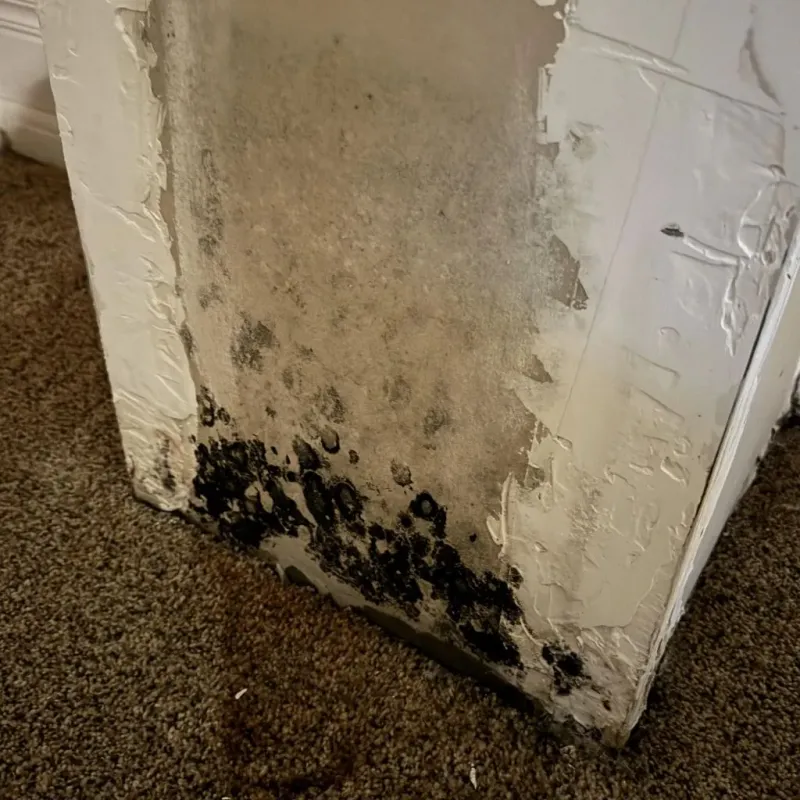 Professional Mold Removal in Goodrich, MI